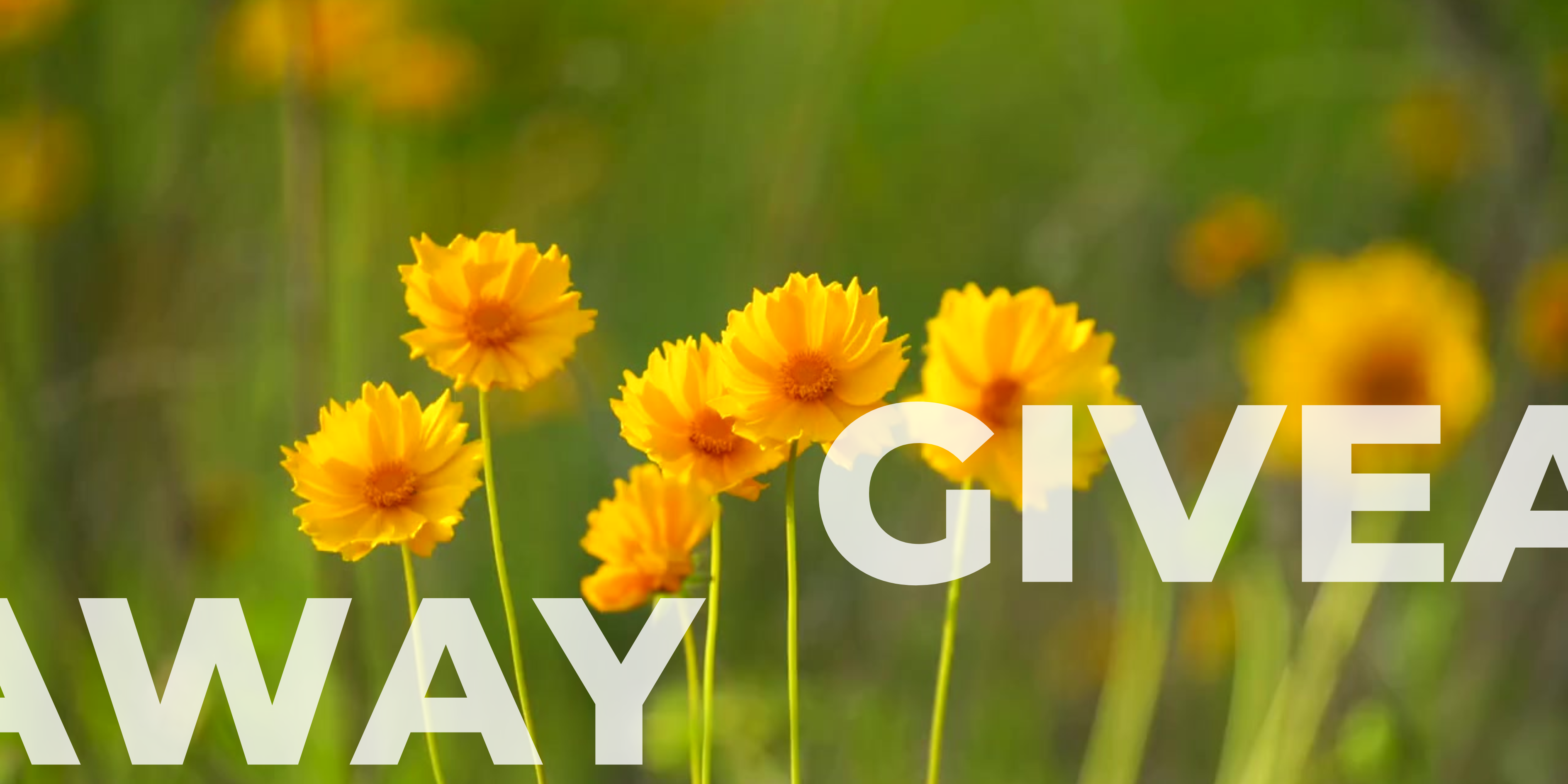 Taranaki Fringe Garden Festival Giveaway